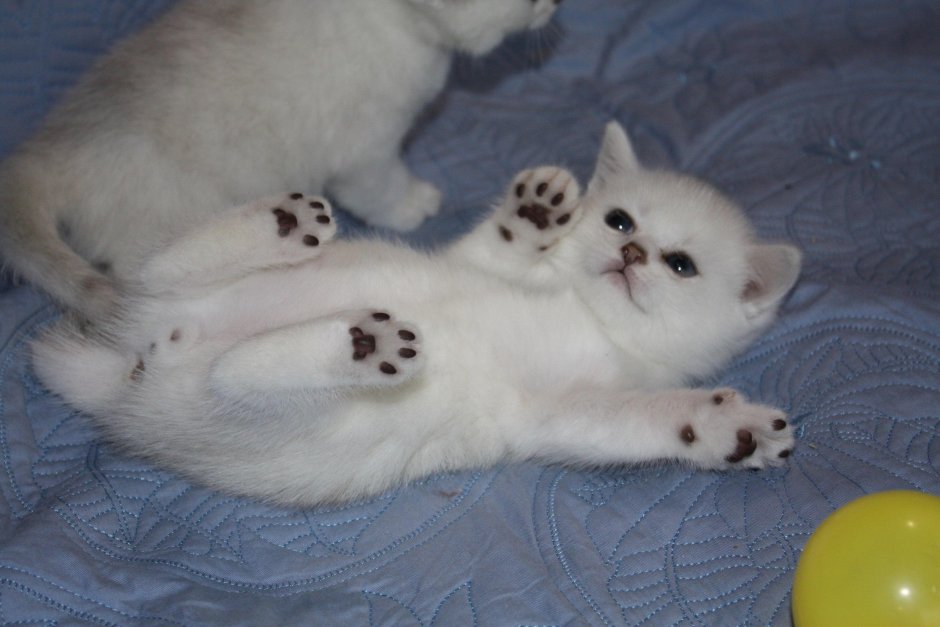 Британские котята серебро