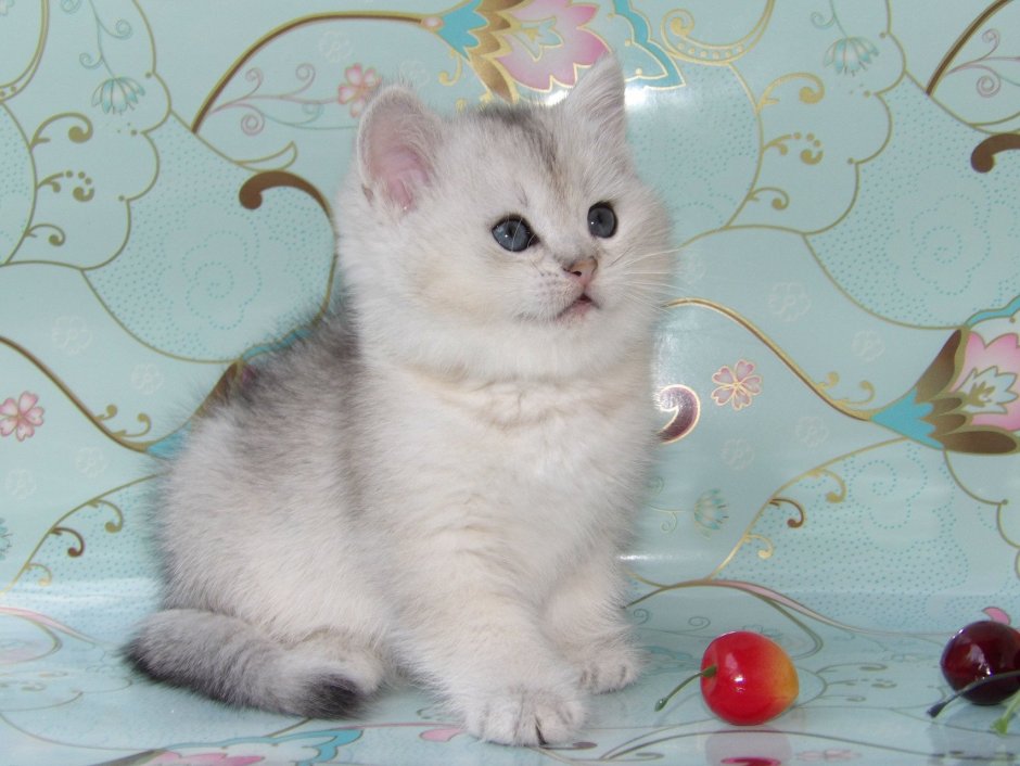 Котята серебристая шиншилла вислоухая девочки