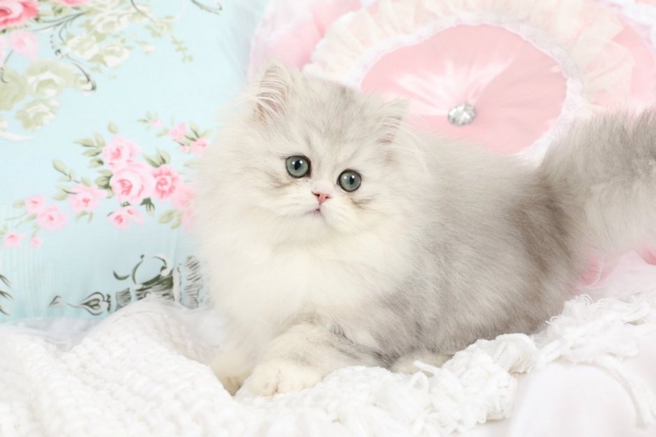 Серебристая затушеванная шиншилла