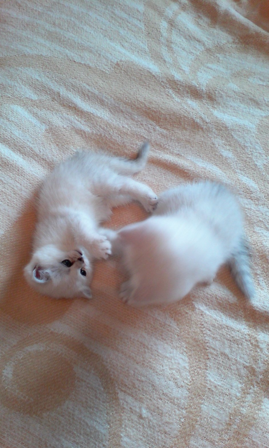 Новорожденные котята поинт