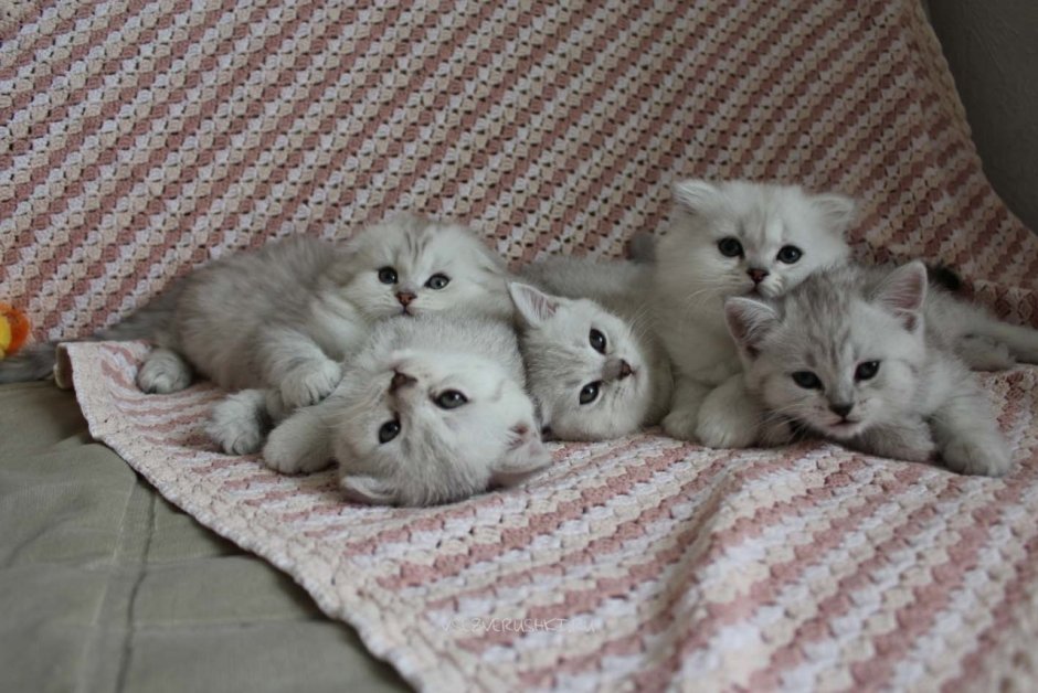 Новорожденные котята британской шиншиллы