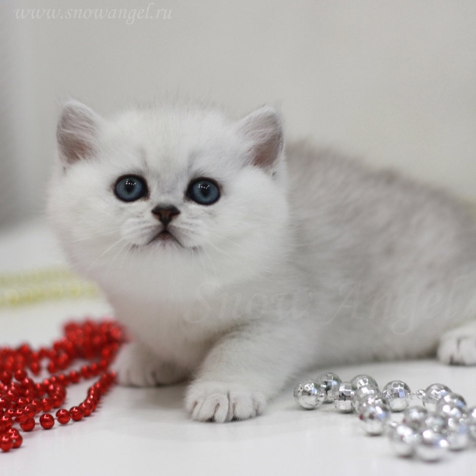 Потерялся кот шиншилла