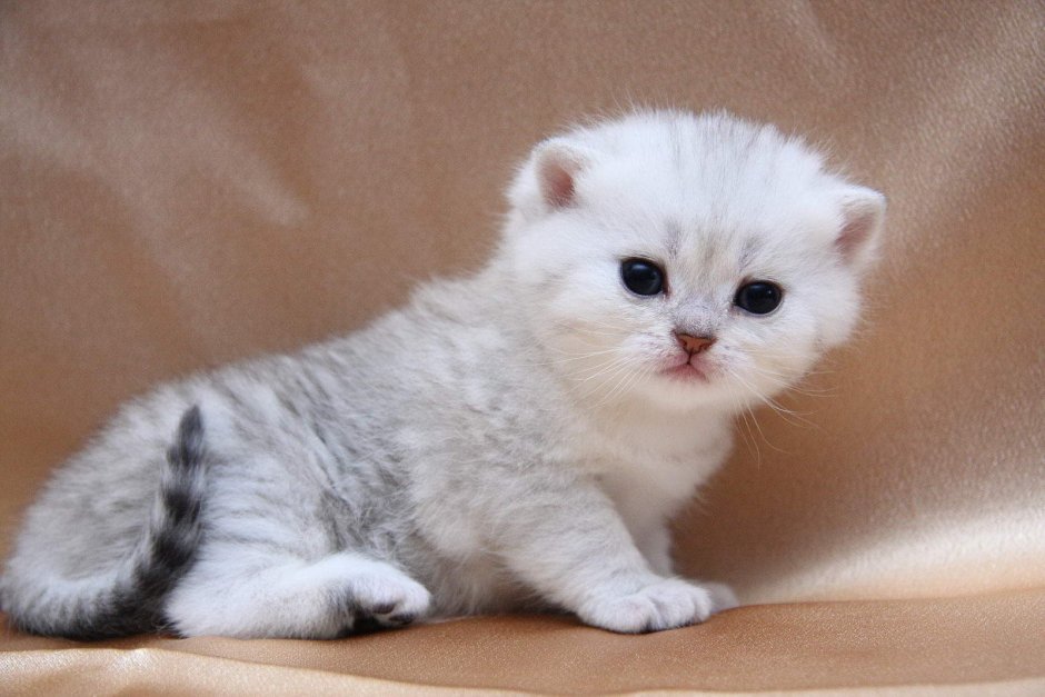 Открываются глаза у котят