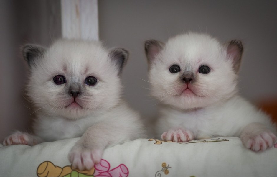 Тикированная шиншилла серебристая