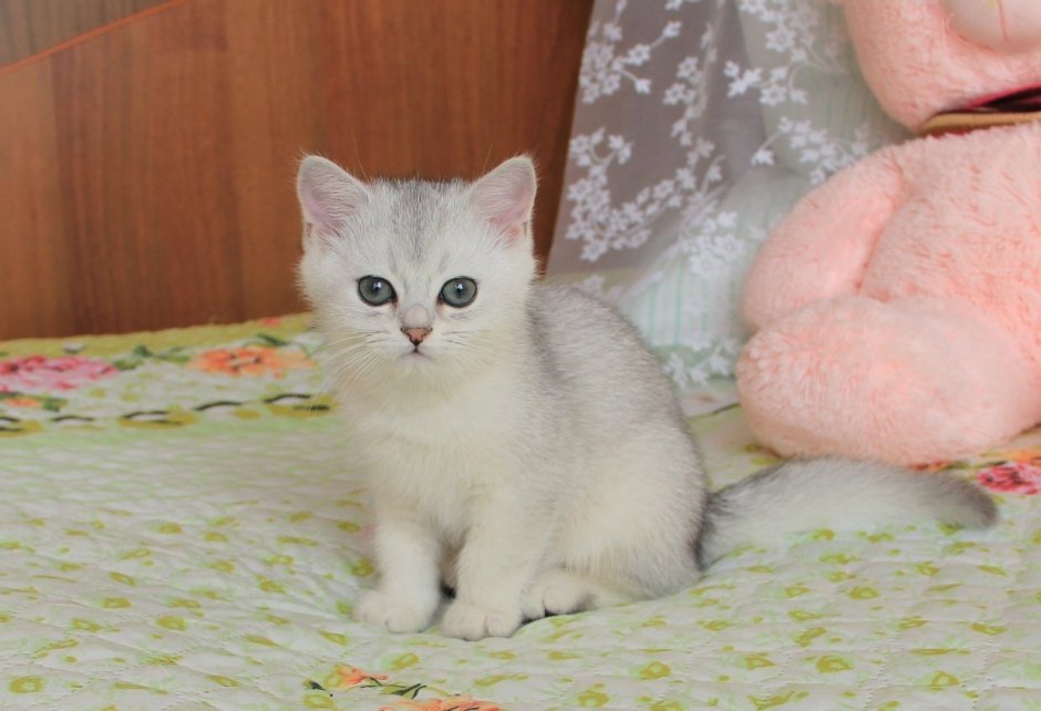 Шиншилловые кошки на выставке с титулами