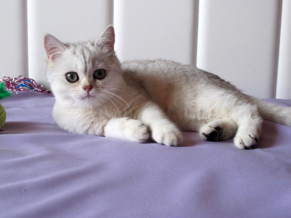 Британская шиншилла Сильвер