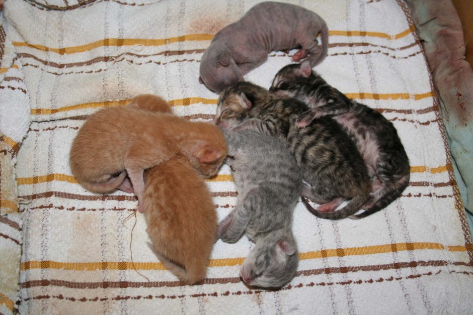 Шотландская серебристая шиншилла