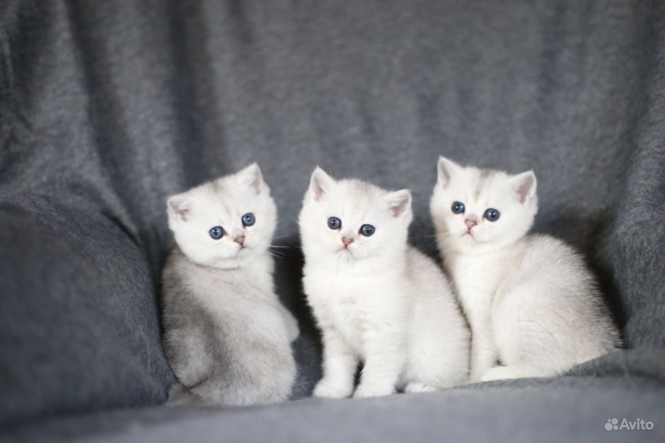 Британская шиншилла белая