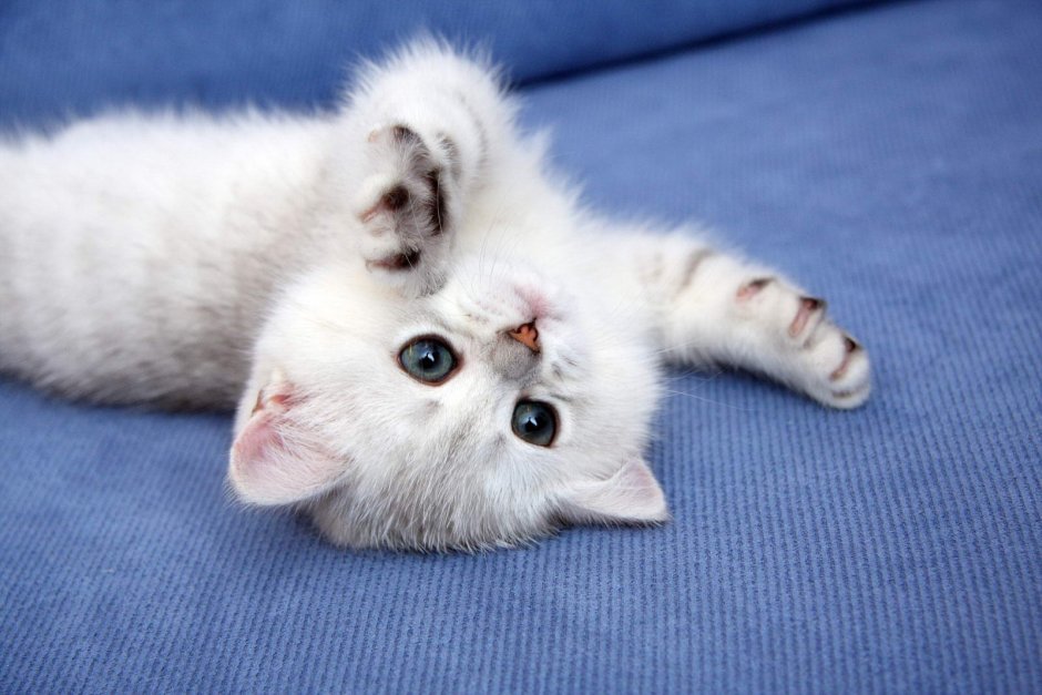 Новорожденный котенок британец вислоухий