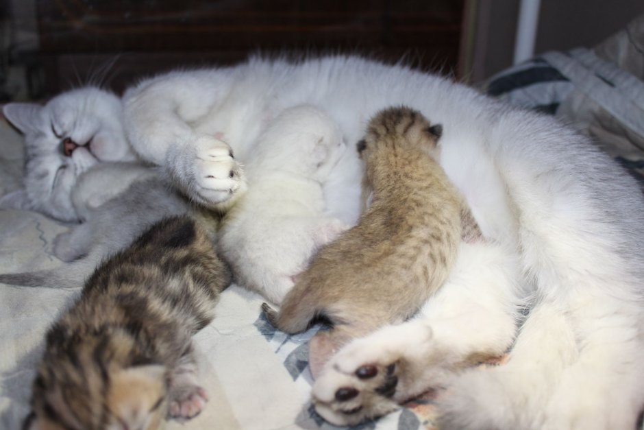 Персидская шиншилла котята