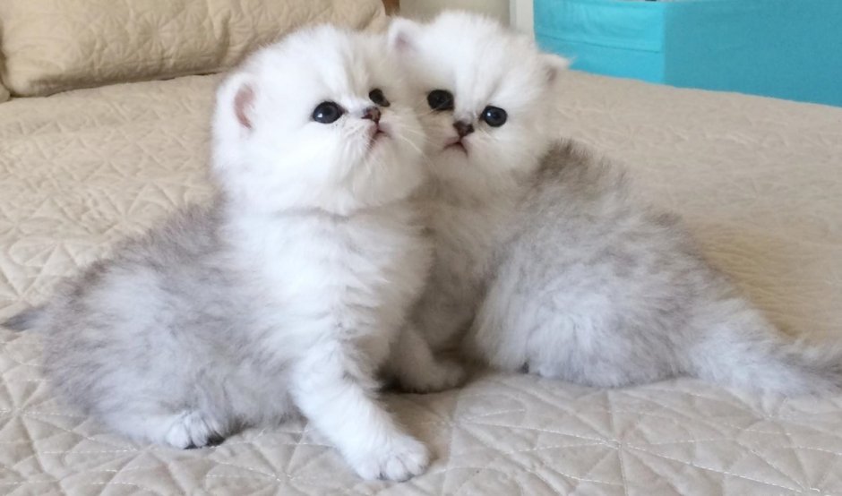 Серебристые шиншиллы котята ласковые ?
