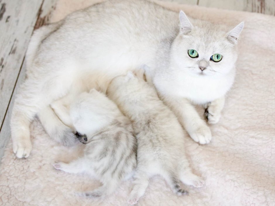 Серебристая затушеванная шиншилла