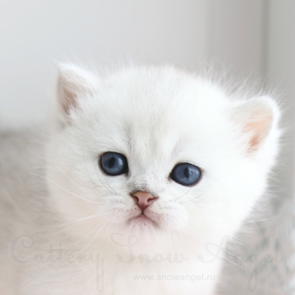 Шотландская серебристая шиншилла