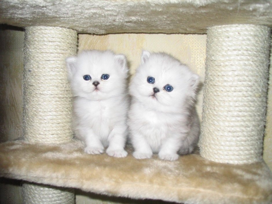 Новорожденные котята шиншиллы поинт британские