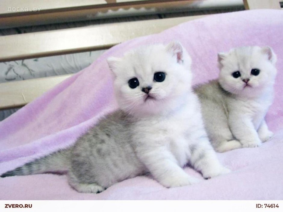 Шотландская серебристая шиншилла Новорожденные котята