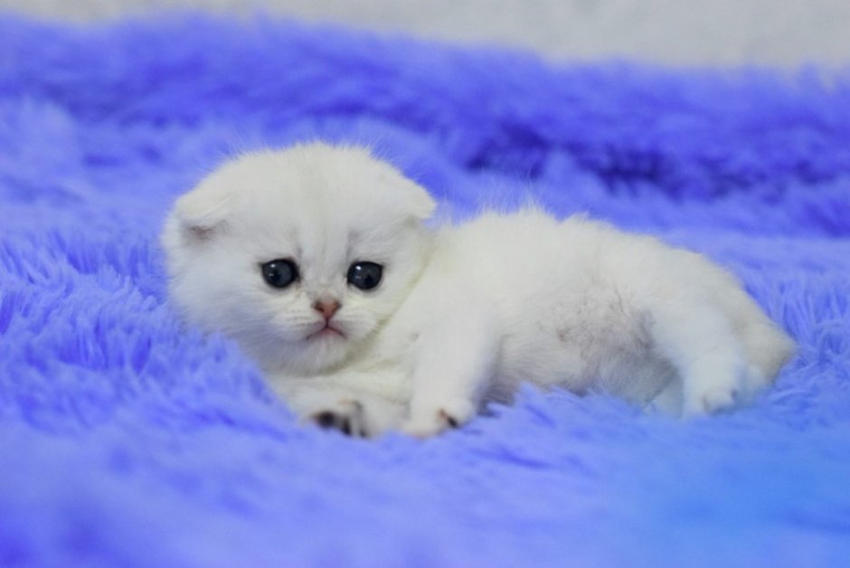 Британская лиловая шиншилла