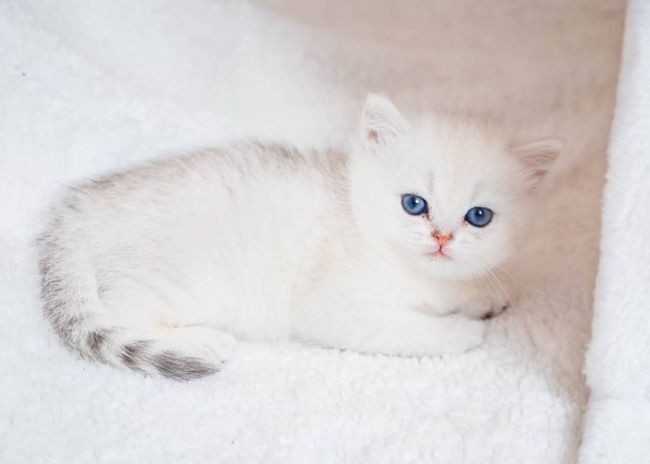 Шотландская шиншилла кошка серебристая