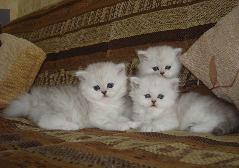 Новорожденные котята циннамон