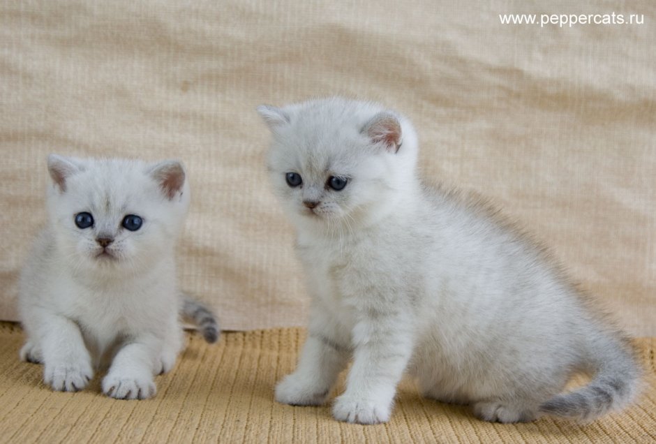 Британская шиншилла Сильвер