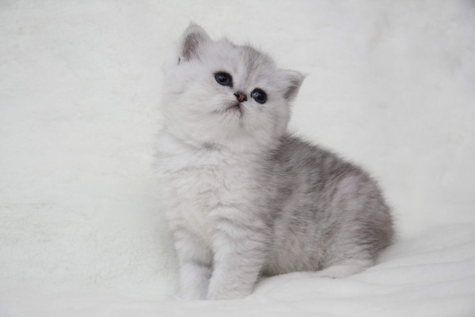 Много маленьких котят