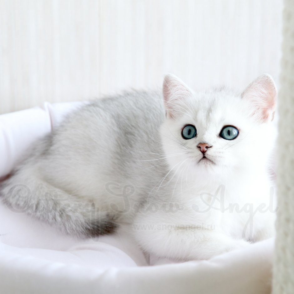 Милые котята белые пушистые