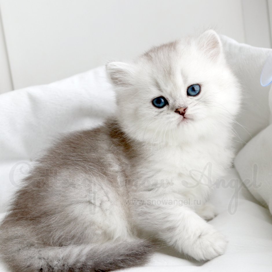 Британская серебряная шиншилла