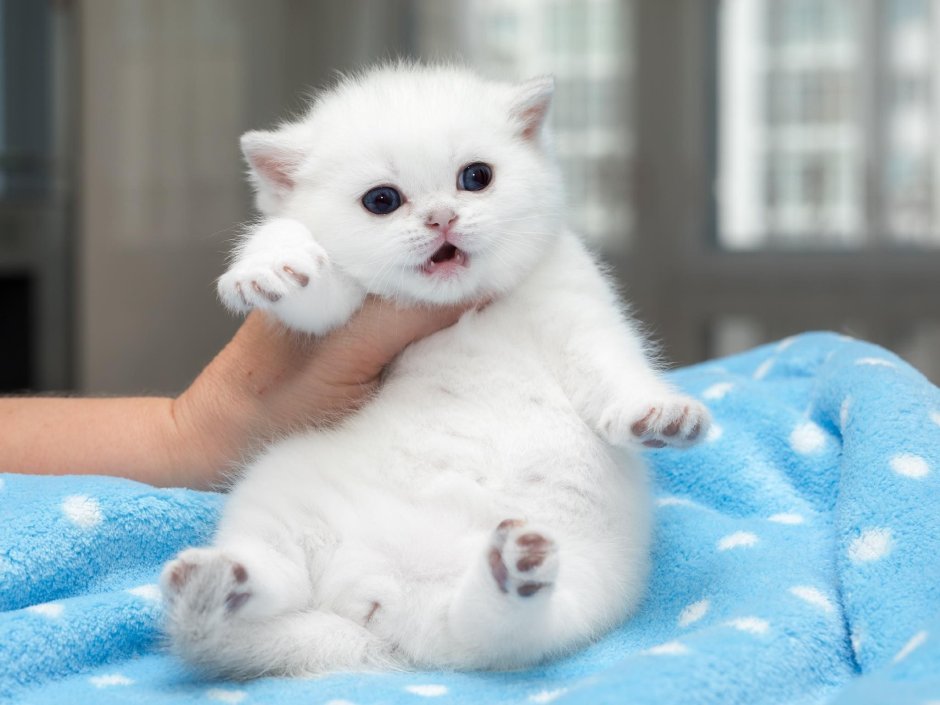 Тикированная шиншилла серебристая