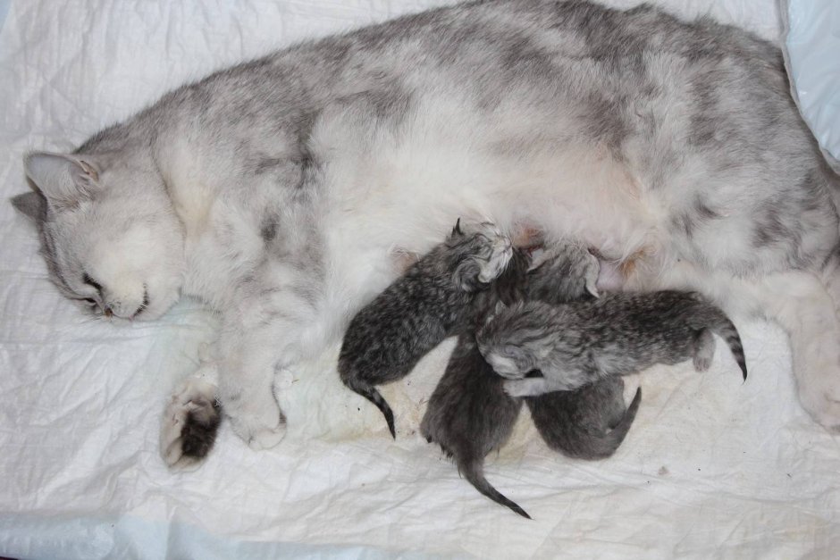 Шотландская вислоухая кошка шиншилла