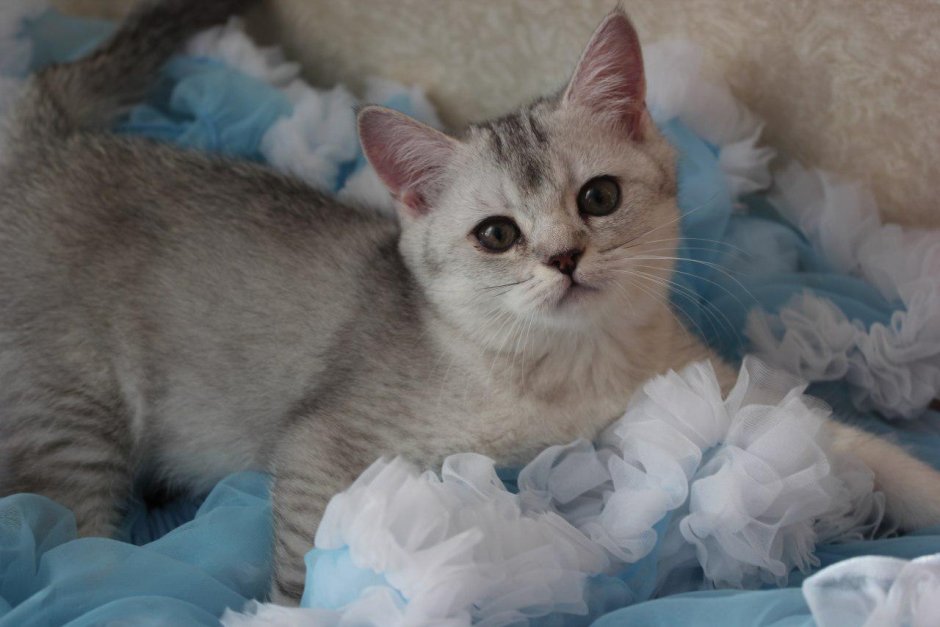 Британская серебристая шиншилла ns12