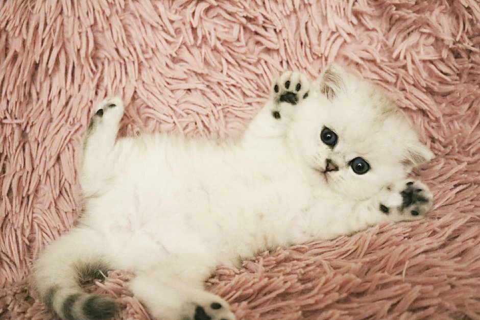 Новорожденный котенок британец