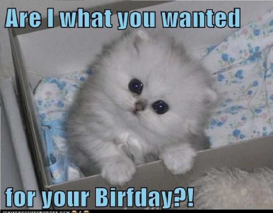 Ns12 Британская шиншилла