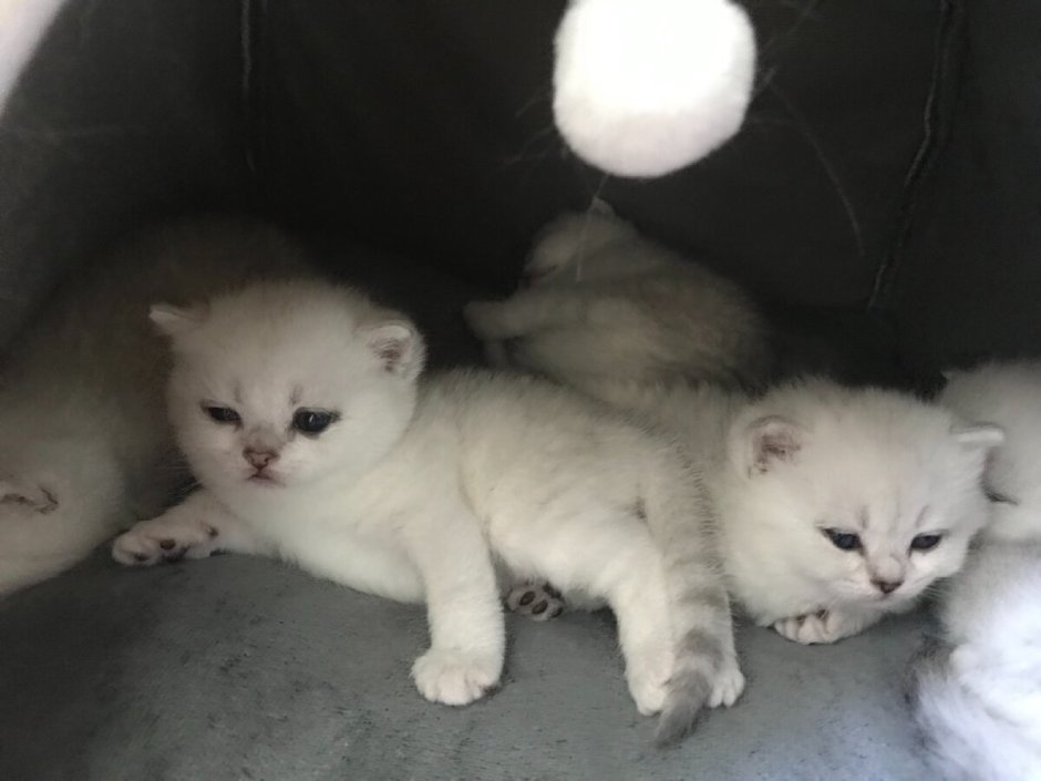 Белые шиншиллы котята