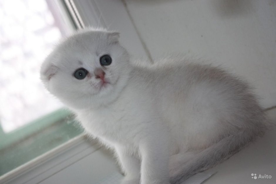 Шотландская вислоухая голубая шиншилла