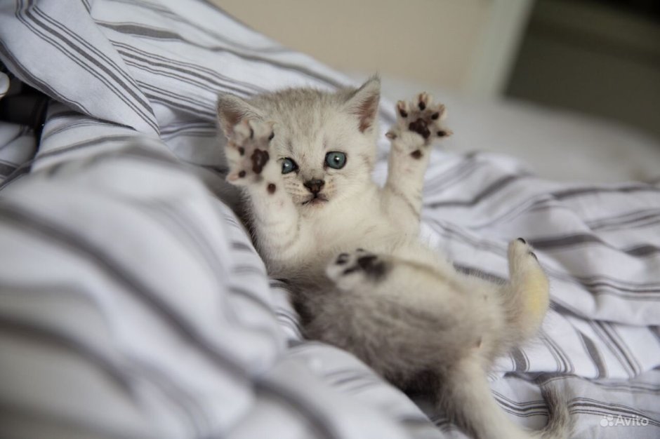 Британец Золотая шиншилла