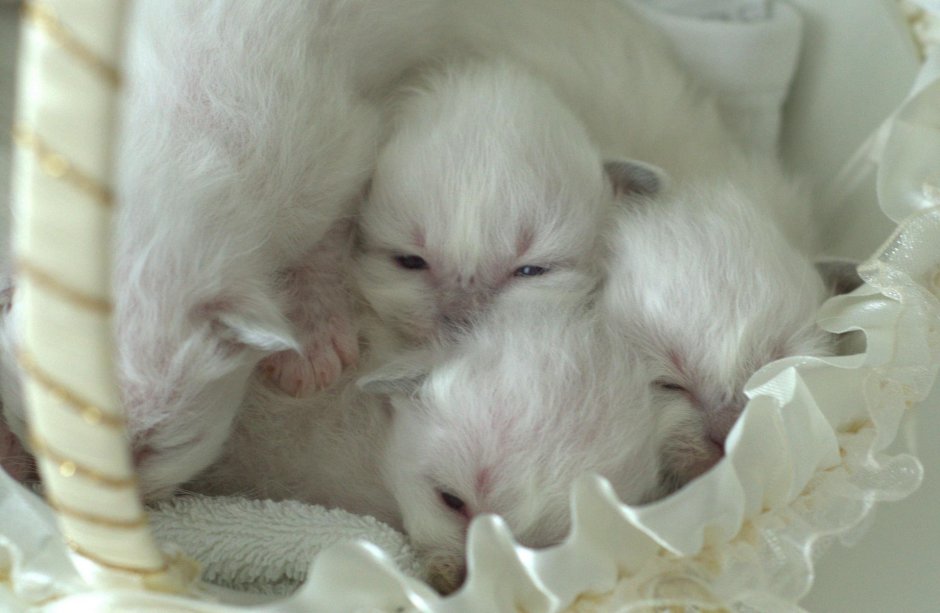 Британская шиншилла котята 2 месяца
