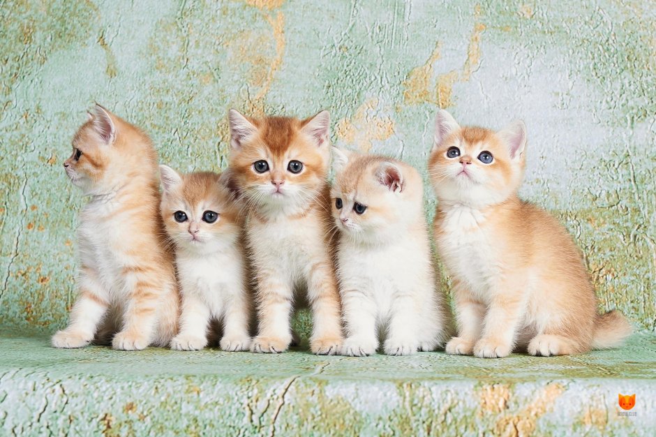 Британские котята белые