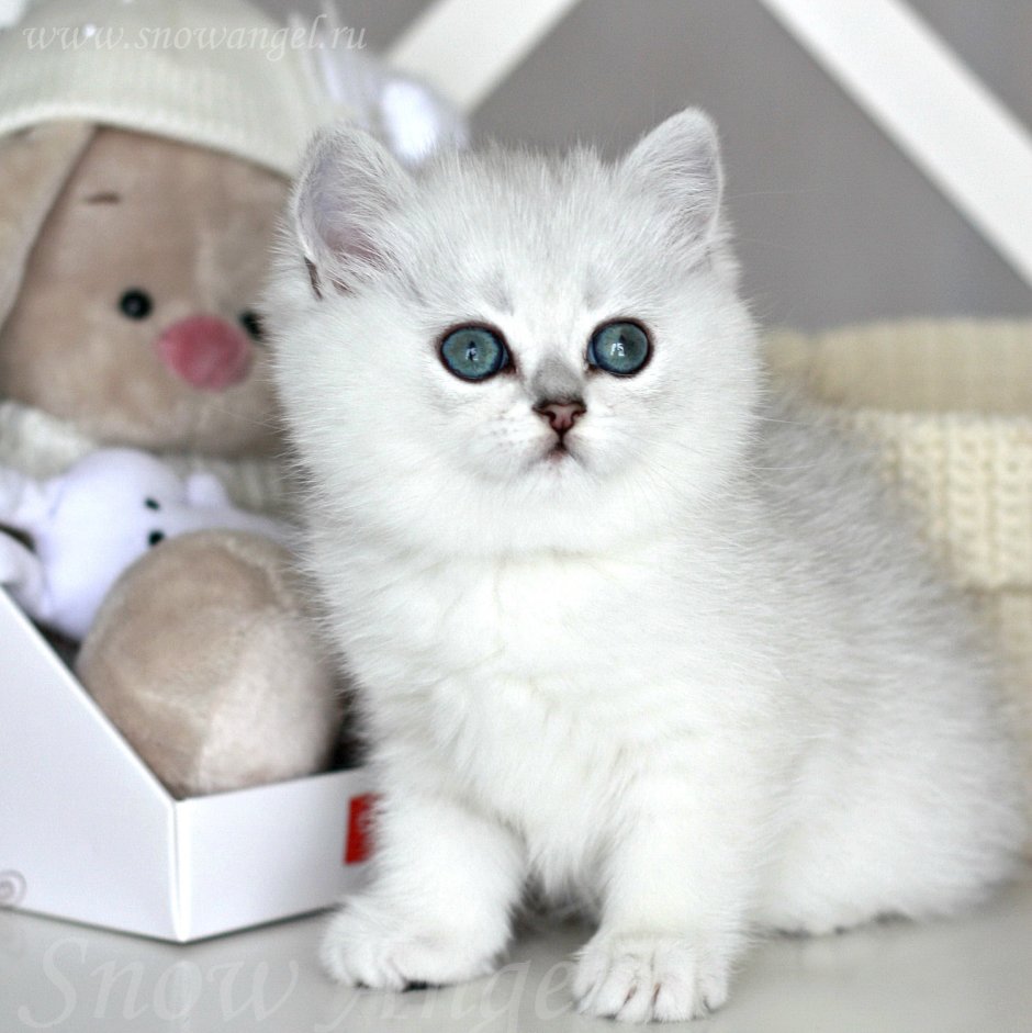 Британский кот шиншилла