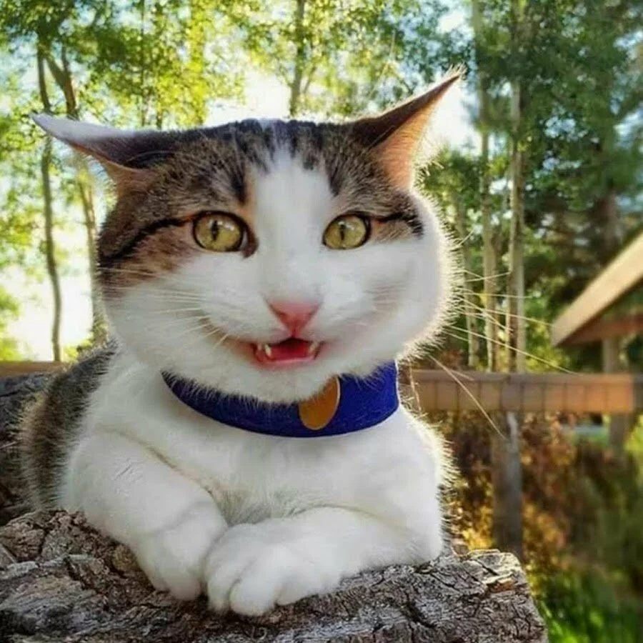 Кот улыбается