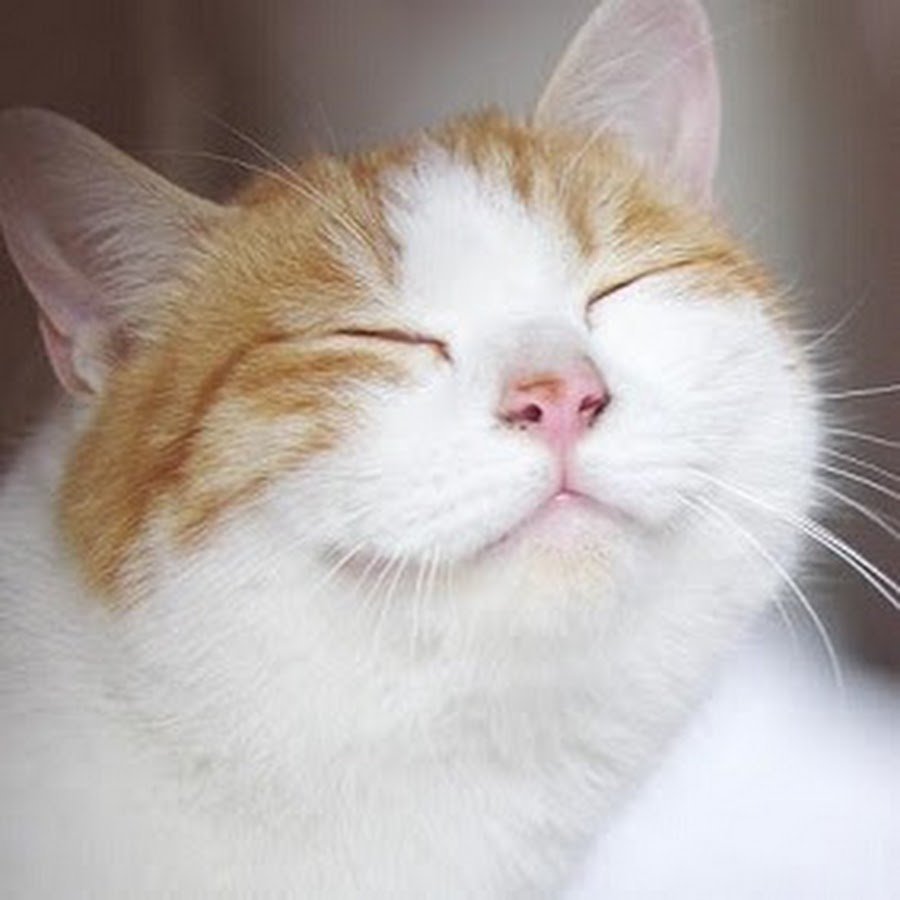 Фото довольных котов