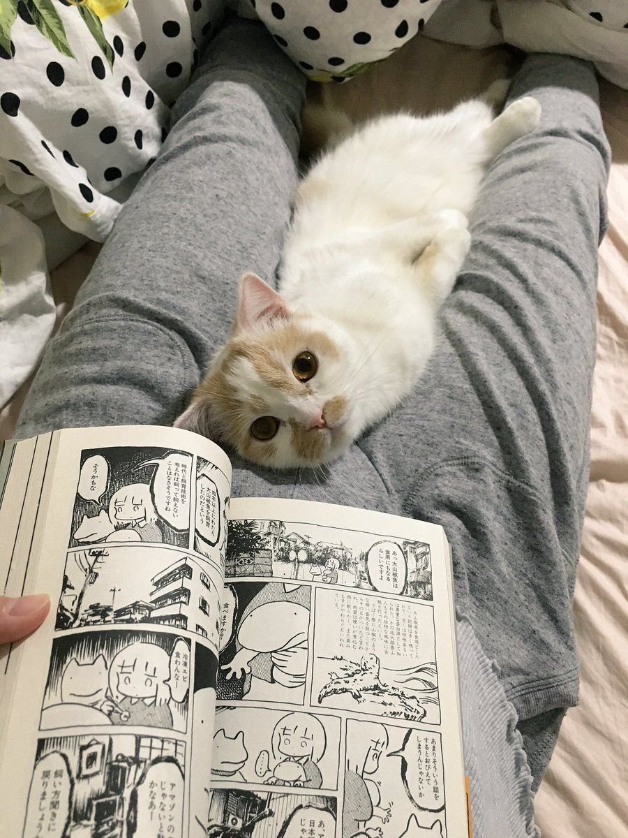 Черная кошка иллюстратор