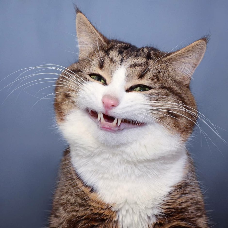 Смешной кот