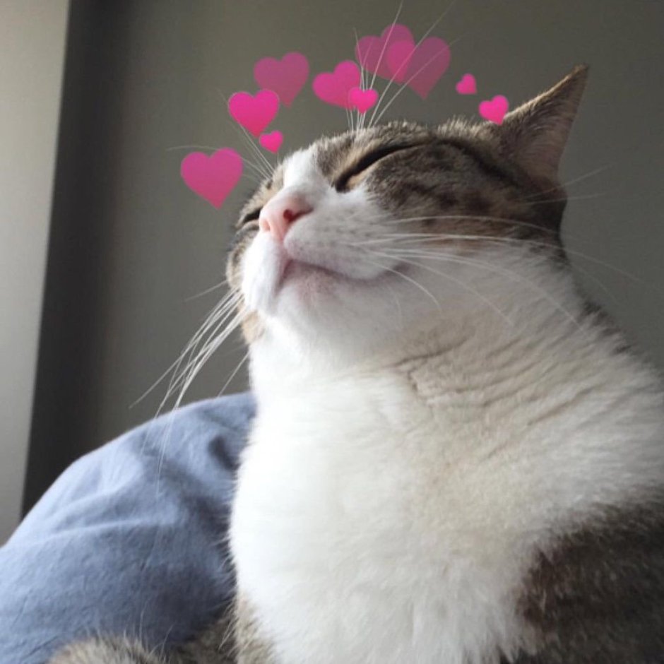 Довольный кот с сердечками