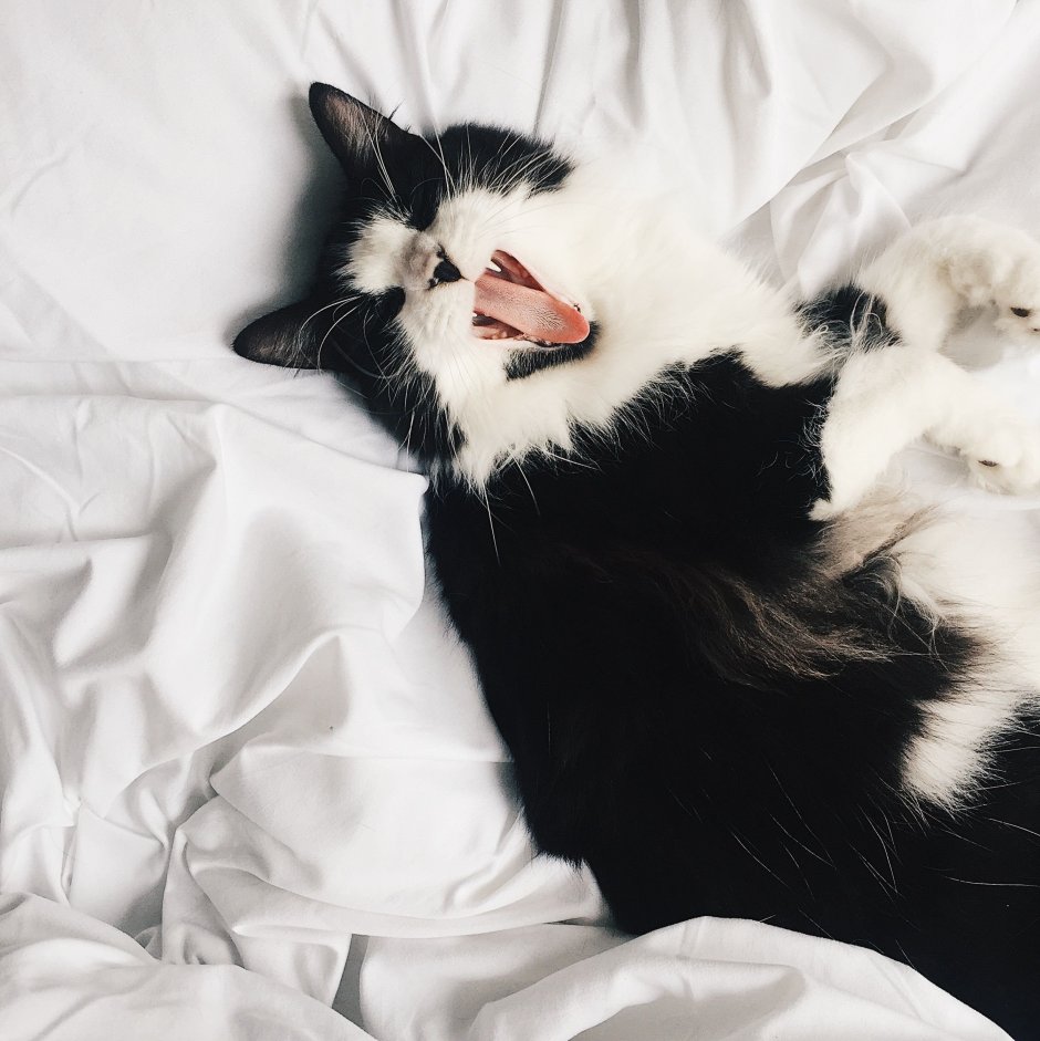 Котята Пинтерест