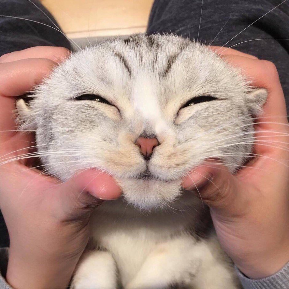 Потискать котика