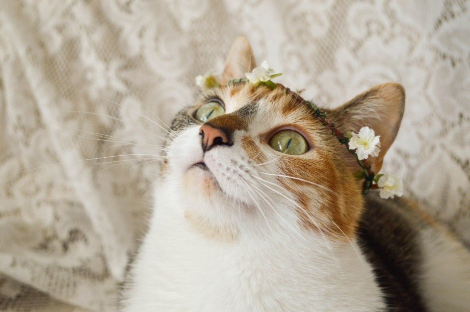 Коты Эстетика