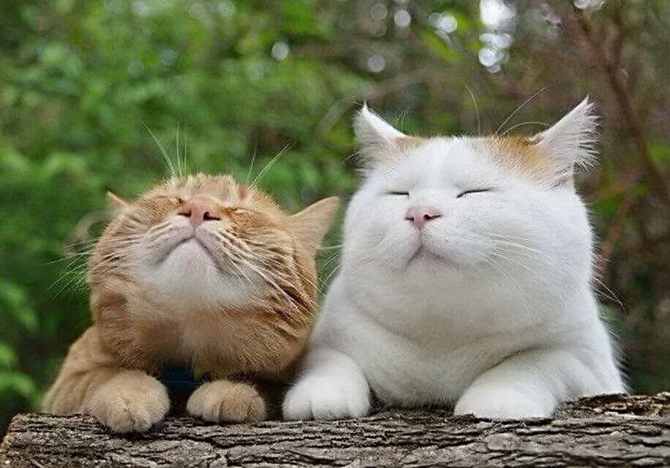 Счастливый кот