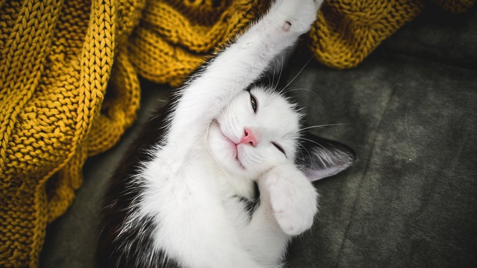 Довольный кот