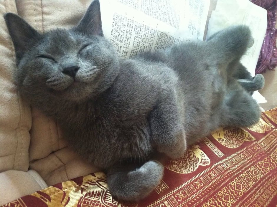 Котик улыбается