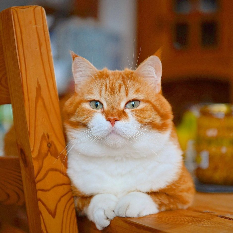 Мурзик рыжий