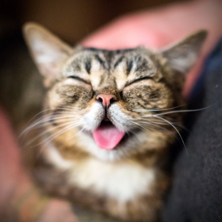 Довольный котик